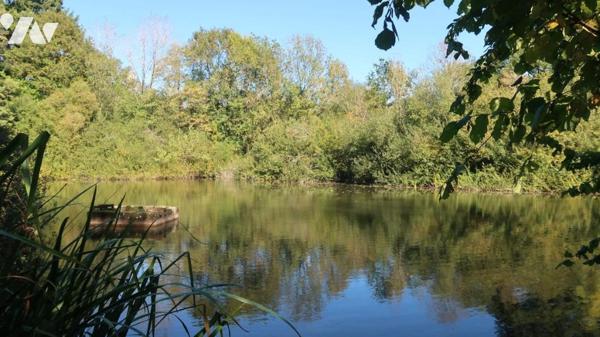 TERVAL, SUR PLUS DE 3 HECTARES, MAISON DE CAMPAGNE COMPRENANT UN PLAN D'EAU, UN BOIS ET UNE PRAIRIE.