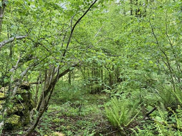 Terrain à vendre |  Aulus-les-Bains |  13466 m²