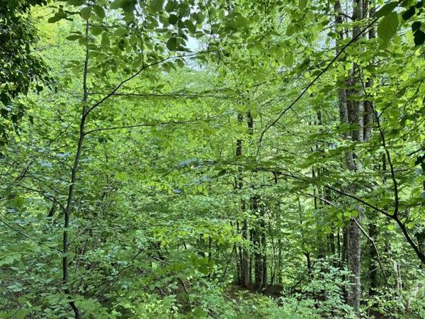 Terrain à vendre |  Aulus-les-Bains |  13466 m²