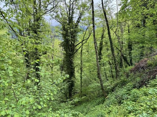 Terrain à vendre |  Aulus-les-Bains |  13466 m²