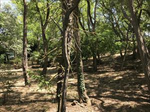 Terrain à vendre | La Brée-les-Bains | 1113 m²