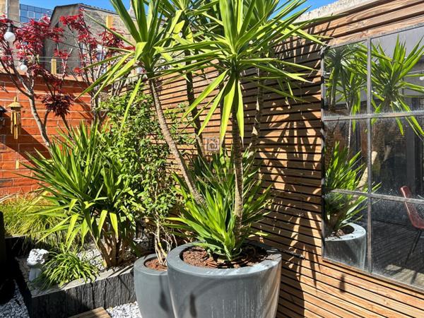 Bordeaux Maison d'architecte d'exception Jardin, Terrasse et Garage