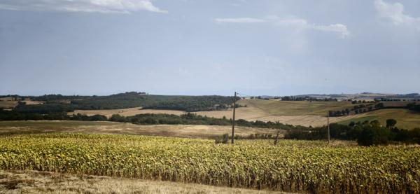 AVIGNONET LAURAGAIS - Avignonet-Lauragais (31290)