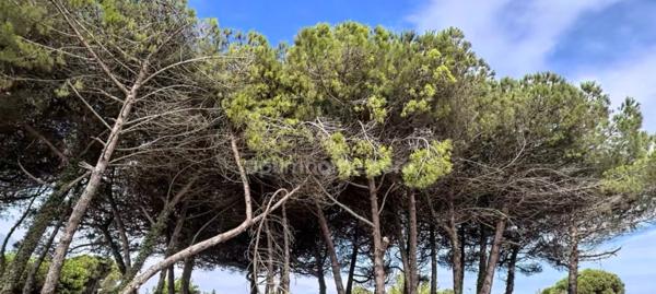 Terrain à vendre LE BOIS PLAGE EN RE (17)