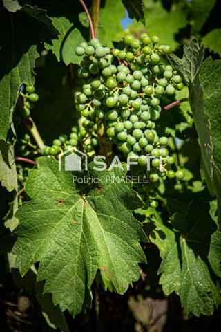 Domaine viticole avec cave, vignes et matériel d'exploitation