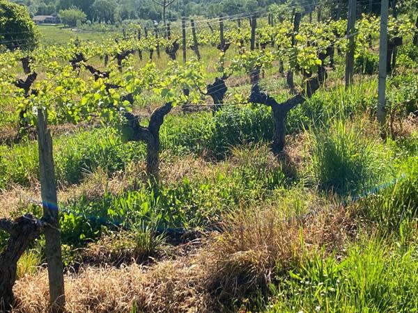 Opportunité rare : Domaine viticole et diversification de 25,5 Hectares