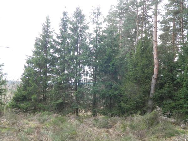 Maison 80M² avec dépendance sur grand terrain plat d'1Hectare