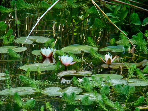 À Vendre - Superbe Propriété de Caractère avec Parc de 3 Hectares axe Uzès-Bagnols sur Cèze.