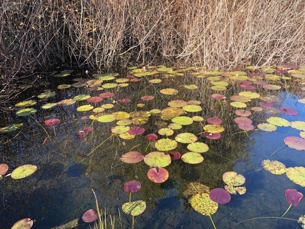 Terrain à Batir à vendre à Aubazines en Corrèze (19190), ref : 19037-273