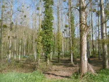 Terrain de loisirs - Bois - Etang à vendre à Pont-Farcy dans la Manche (50420), ref : 14076-5642