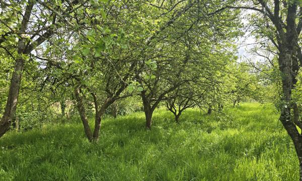 PRÉCIGNÉ – Terrain de loisirs / verger de plus de 1 800 m²