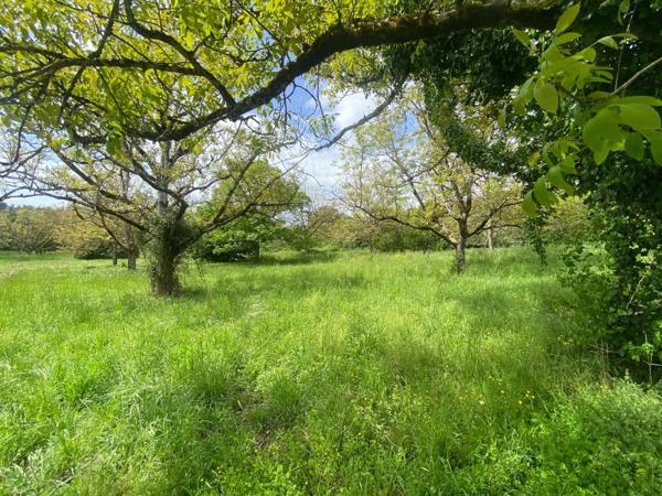 terrain fertile au bord du Lot, permaculture
