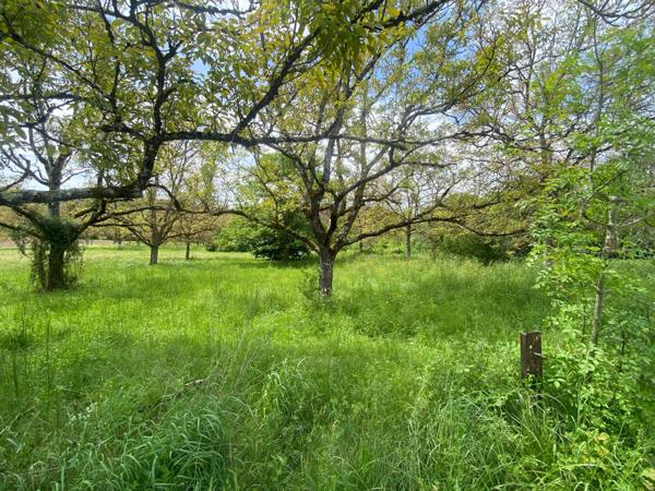 terrain fertile au bord du Lot, permaculture