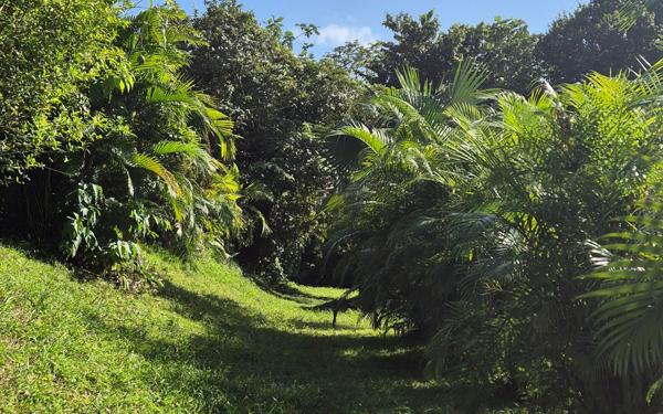 Terrain à vendre    Ducos