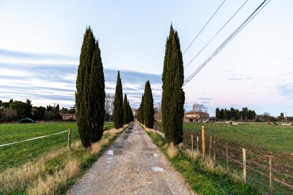 AIMARGUES - ANCIEN CHAI - T6 -  260 M2 - TERRAIN - 5 000 M2 - 780 000 