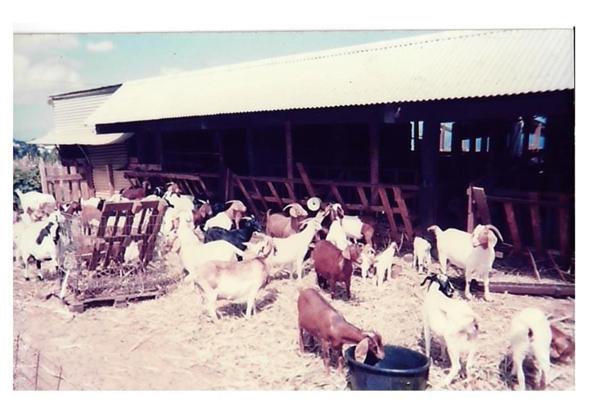 Terrain agricole à vendre de 167 518,00 m² COMBANI (976)