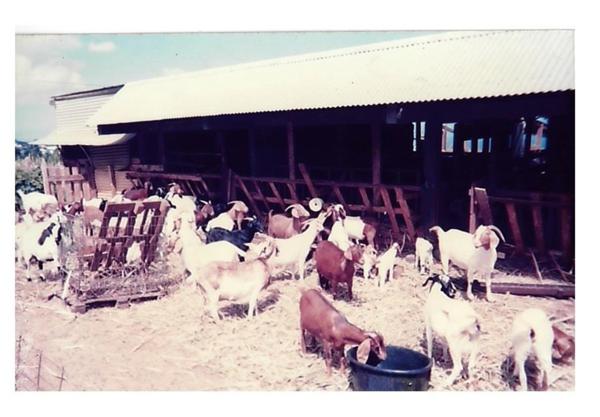 Terrain agricole à vendre de 167 518,00 m² COMBANI (976)