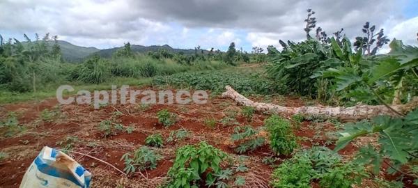 Terrain agricole à vendre de 167 518,00 m² COMBANI (976)