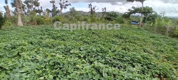 Terrain agricole à vendre de 167 518,00 m² COMBANI (976)