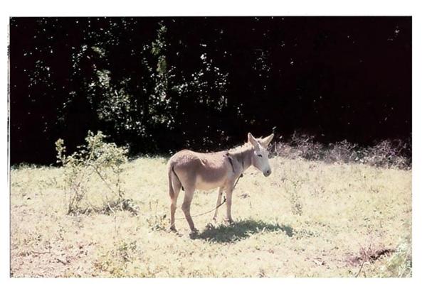 Terrain agricole à vendre de 167 518,00 m² COMBANI (976)