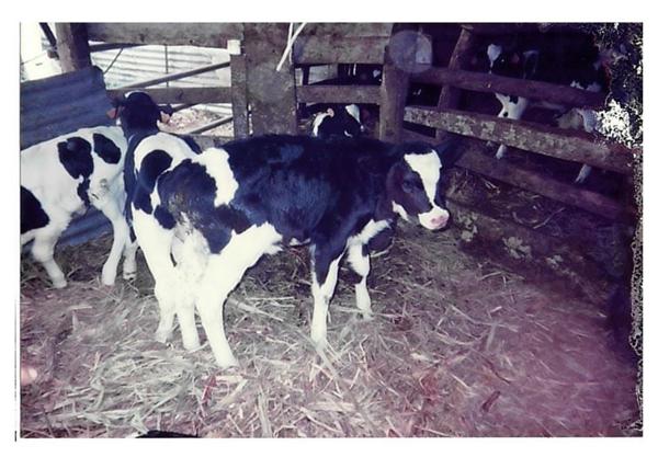 Terrain agricole à vendre de 167 518,00 m² COMBANI (976)