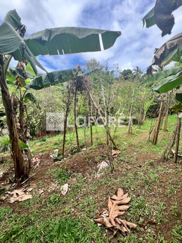 Achat terrain Ducos - 890 m² - 95 000 €