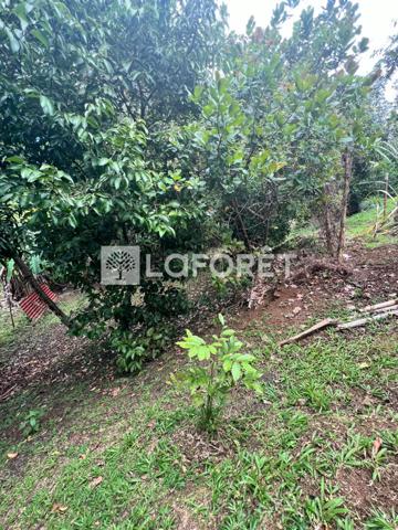 Achat terrain Ducos - 890 m² - 95 000 €