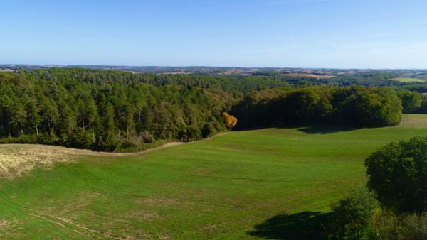 À VENDRE – Terres agricoles et parcelles boisées – 49 ha – Bassoues/Gers