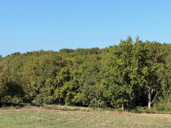 À VENDRE – Terres agricoles et parcelles boisées – 49 ha – Bassoues/Gers