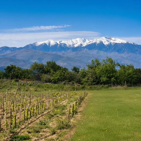 Domaine viticole Perpignan