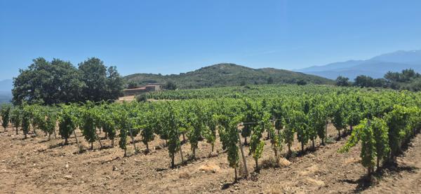 Domaine viticole Perpignan