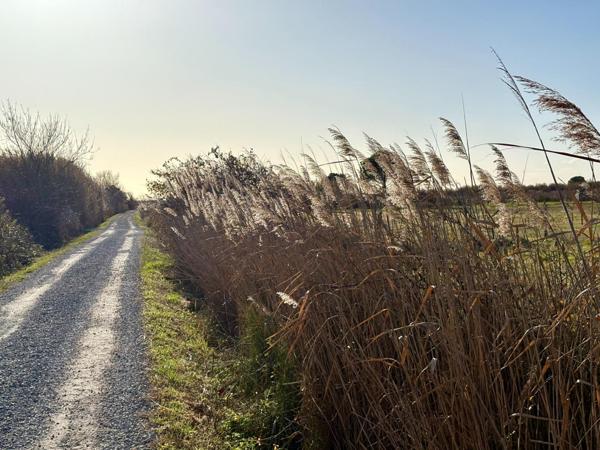 terrain à bâtir à Mauguio de 375 m²