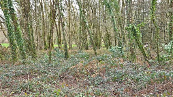 TERRAIN 1676M² - ENVIRONNEMENT CAMPAGNE ET BOISE