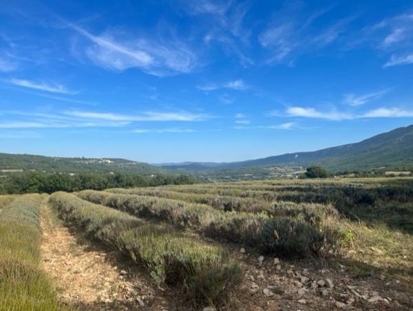 Saignon (84400) Mazet ancien agrandit sur 4 hectares de terrain boisés avec vue.