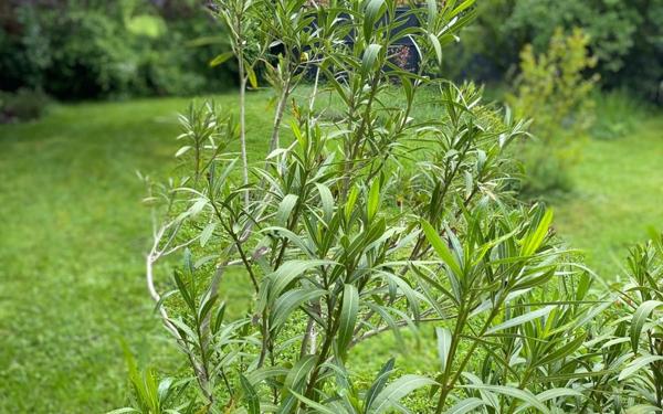 Maison à vendre    8 pièces •  Dommartin