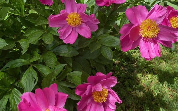 Maison à vendre    8 pièces •  Dommartin