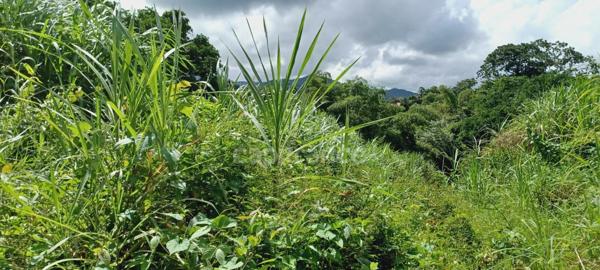 Dépt Martinique (972) à vendre Terrain GROS-MORNE 5303,00 m² - 459 000 €