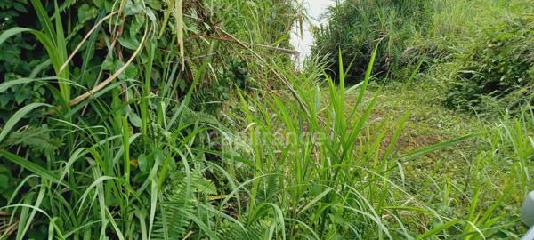 Dépt Martinique (972) à vendre Terrain GROS-MORNE 5303,00 m² - 459 000 €