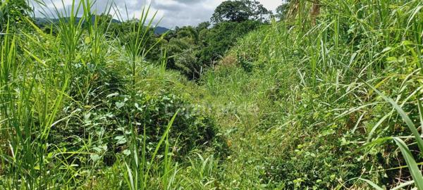 Dépt Martinique (972) à vendre Terrain GROS-MORNE 5303,00 m² - 459 000 €