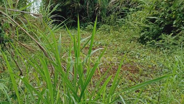 Dépt Martinique (972) à vendre Terrain GROS-MORNE 5303,00 m² - 459 000 €