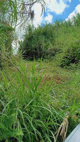 Dépt Martinique (972) à vendre Terrain GROS-MORNE 5303,00 m² - 459 000 €