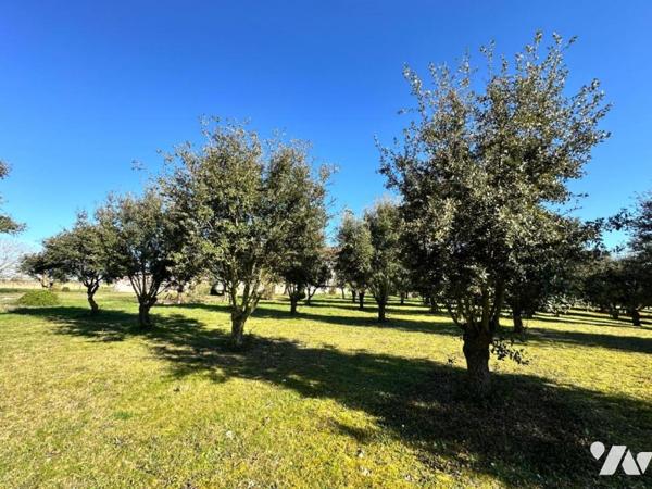 Corps de Ferme avec truffière. Proche Sainte Maure de Touraine