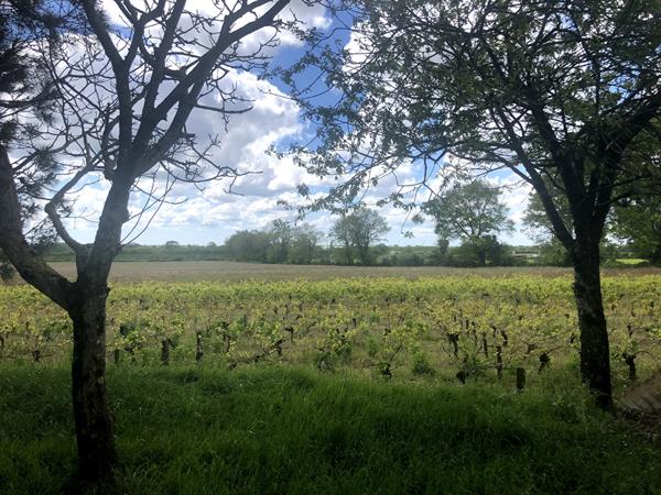 Terrain de loisirs Montaigu Vendee