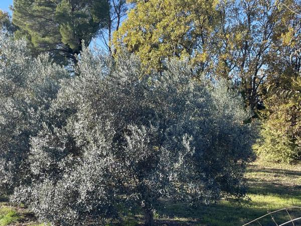 Immobilier Lorgues (83510) – Terrain constructible 100050m2 – 115 500 €