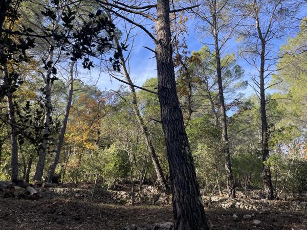 Immobilier Lorgues (83510) – Terrain constructible 2610m2 – 210 000 €