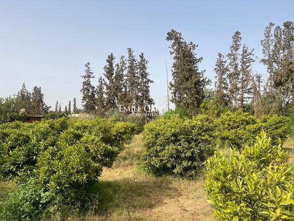 Terrain à vendre au coeur de la Palmeraie de Marrakech