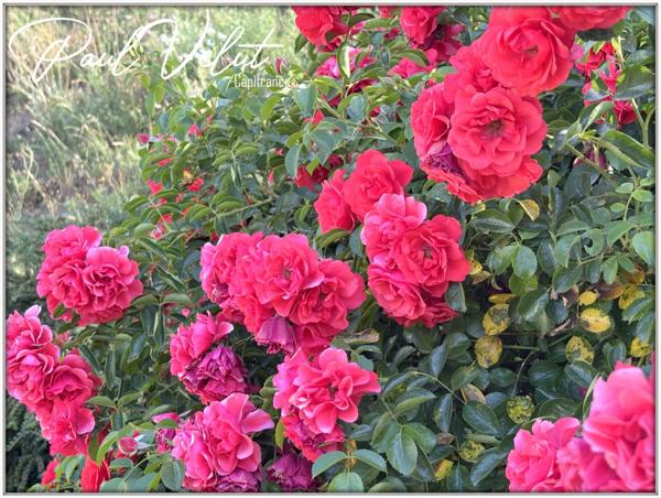 Maison familiale de 235 m² - vue panoramique - ALLEMOND (38)