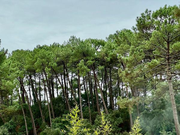 Opportunité rare à Hossegor ? Maison 190 m² divisible en 2 appartements, forte rentabilité locative