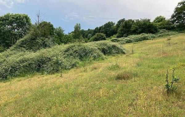 Vente Terrain Coudreceau   