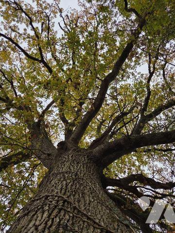 10 min. VILLAINES-LA-JUHEL (53), au calme, un terrain de loisirs sur lequel un plan d'eau d'une...